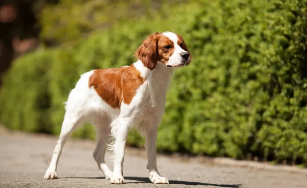 Cachorro Spaniel Bretão