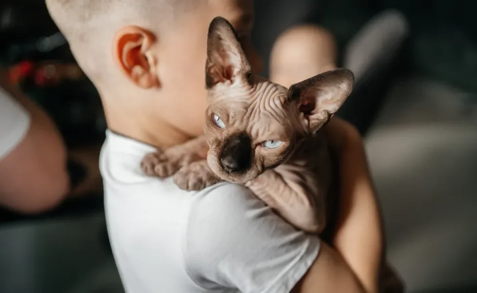 Gato Sphynx no colo de criança