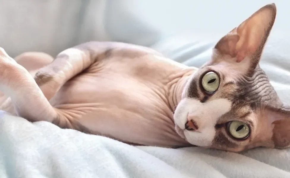 gato sphynx deitado