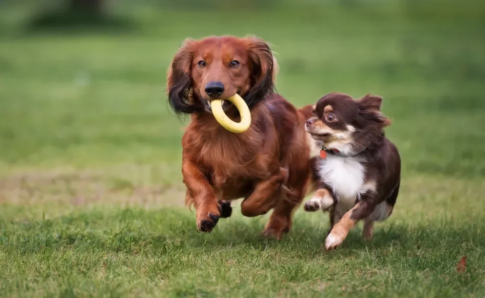 tamanho de cachorro: dois cães brincando