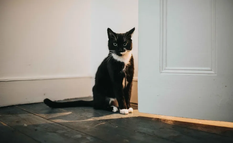 gato sentado próximo a uma parede