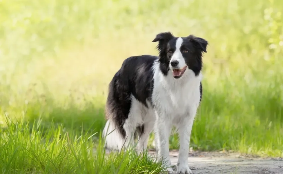 border collie em pé no gramado