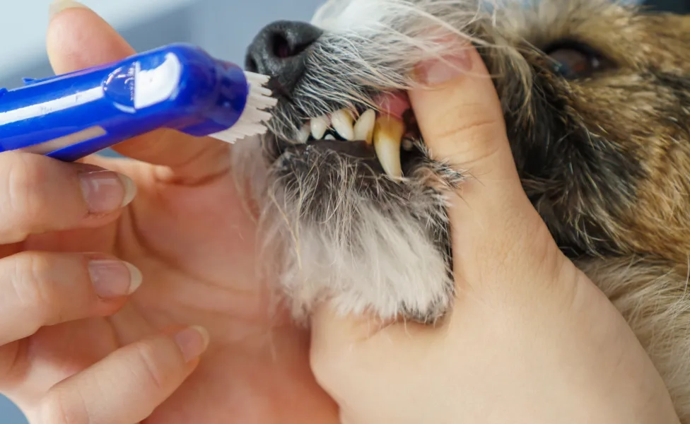 Tutora escovando os dentes do cachorro com dedeira em close