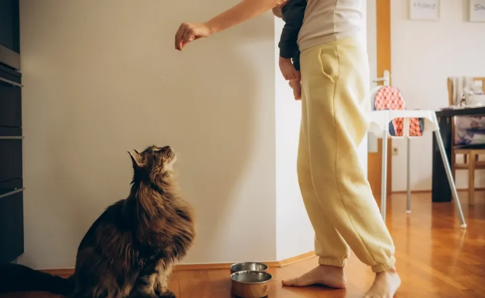 Pessoa em pé em frente a um gato Maine Coon sentado