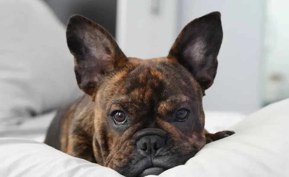 cachorro tigrado deitado na cama