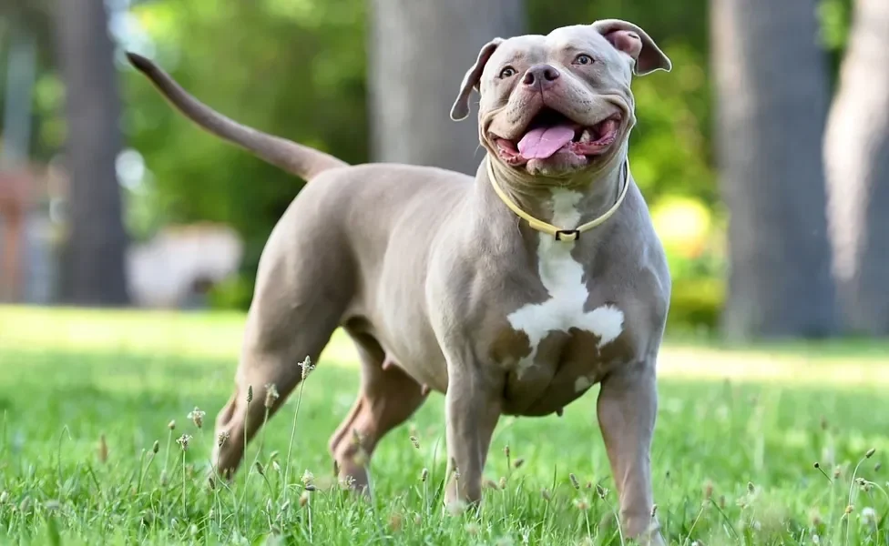 cachorro american bully feliz