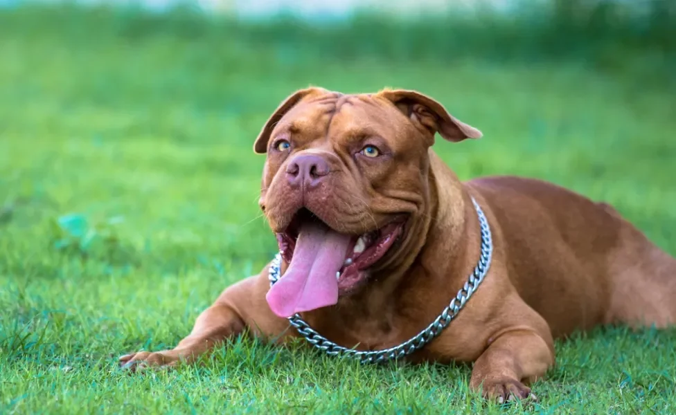 cachorro american bully feliz