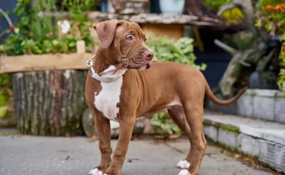 tipos de pitbull: american pitbull terrier em pé olhando para o lado