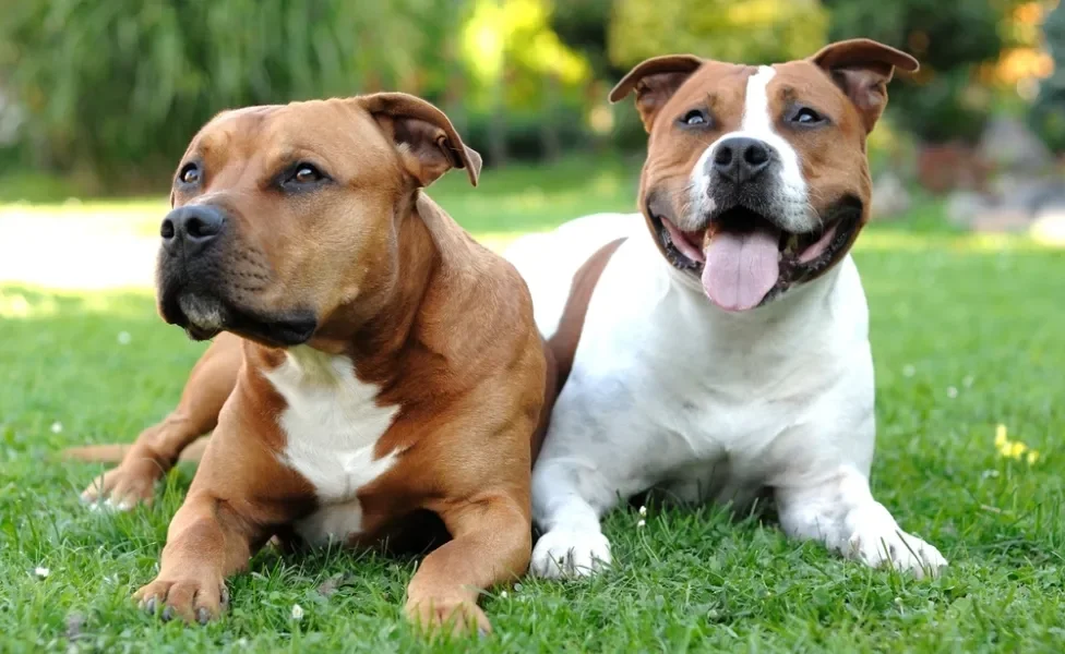 tipos de pitbull: dois american staffordshire terrier deitados no parque