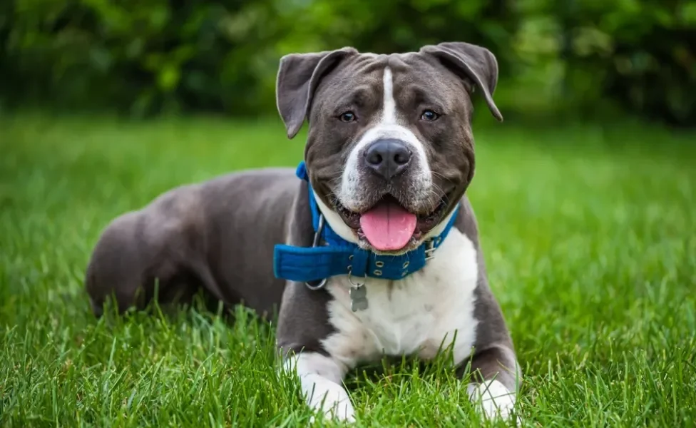 cachorro american staffordshire