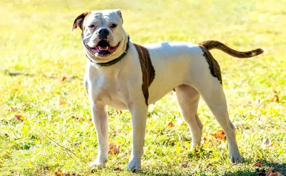 bulldog americano de pé em parque