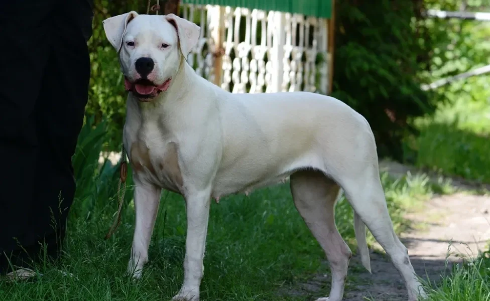 dogo argentino de pé em frente de casa
