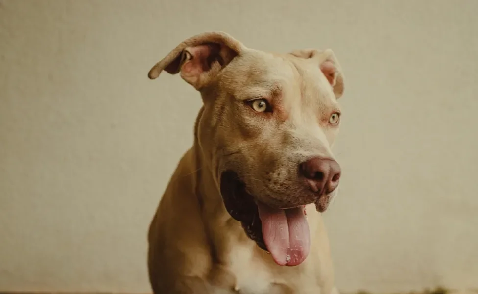 tipos de pitbull: pit monster com língua de fora