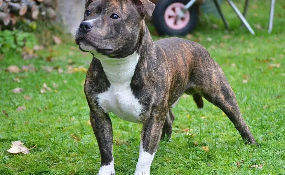 cachorro staffordshire bull terrier