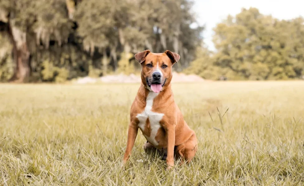 vira-lata parecido com pitbull sentado em parque