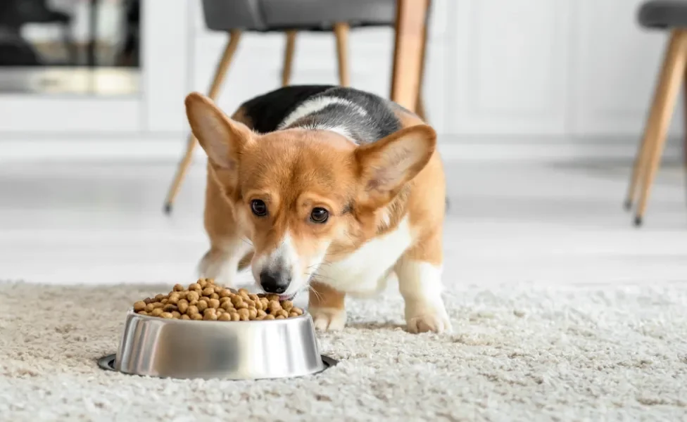 Cachorro Corgi comendo ração no potinho