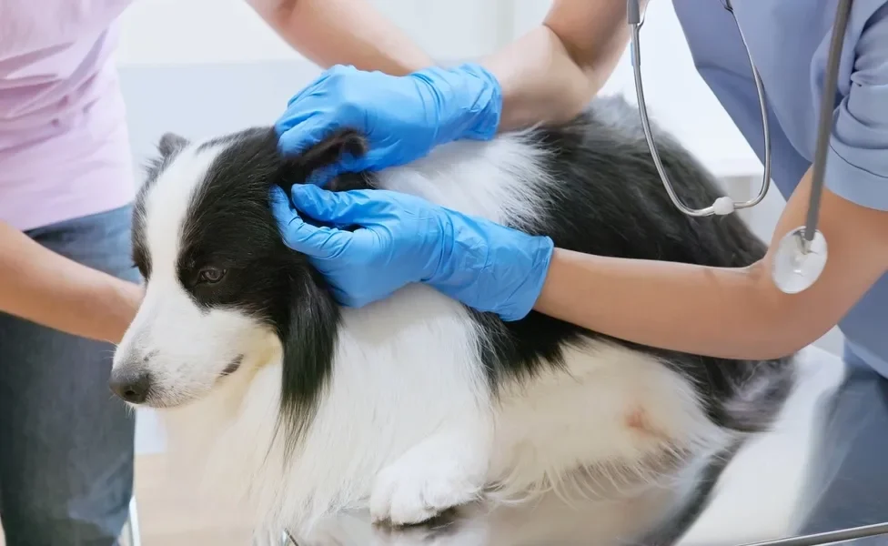 Cão peludo preto e branco sendo segurado por tutor enquanto é tratado por veterinário