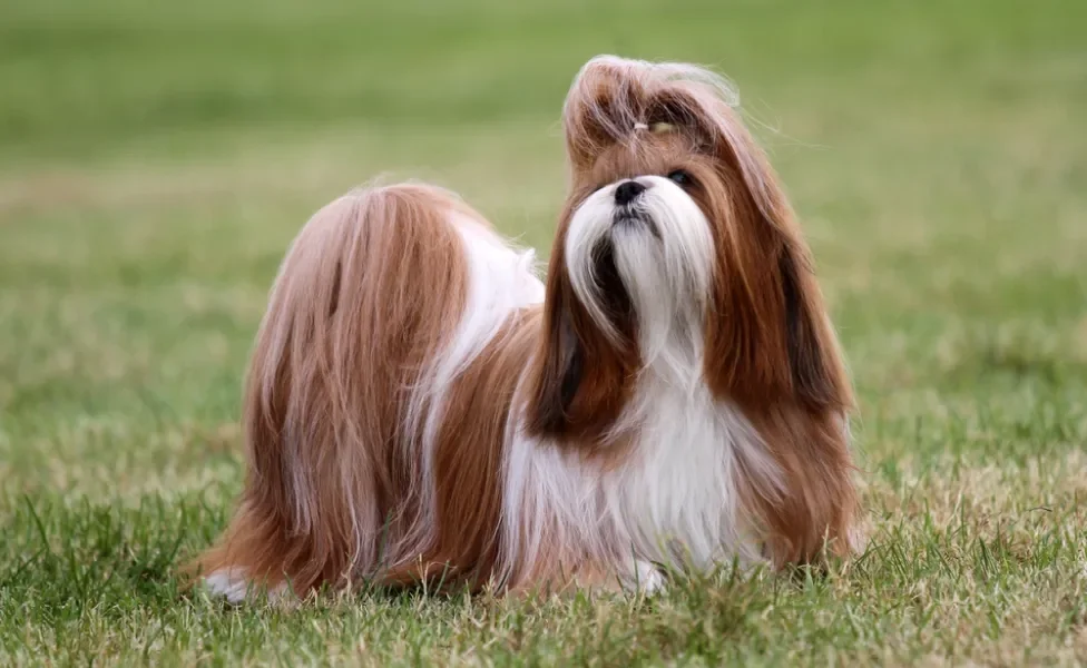 Shih Tzu de pelo longo