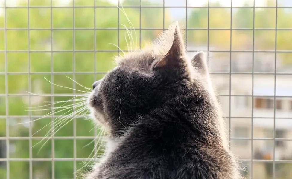 Gato de costas olhando pela janela de frente com uma tela de metal