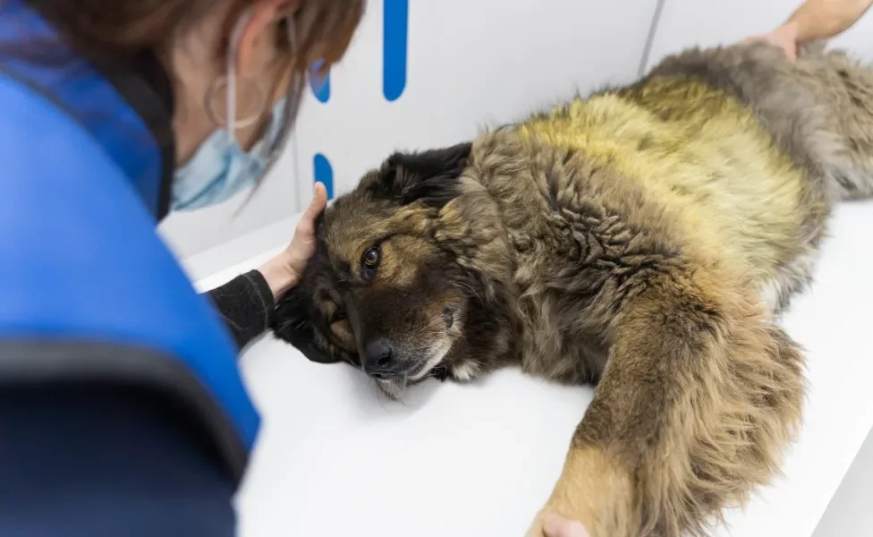 Cachorro deitado em uma cama de tomógrafo recebendo carinho