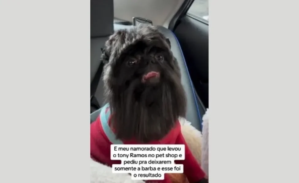Cachorro Shih Tzu de "barba"
