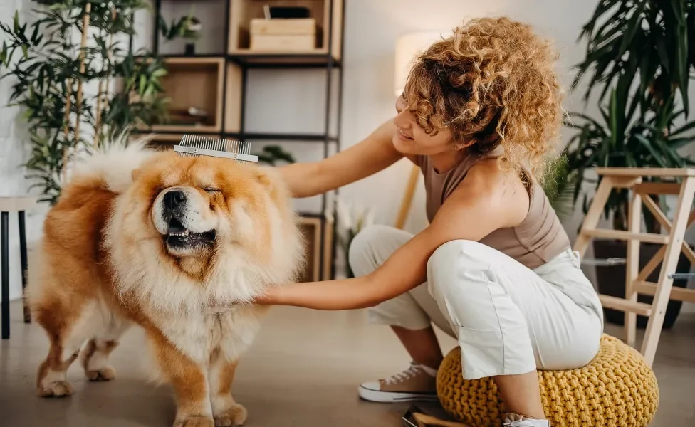 Tutora tosando cão Chow Chow em casa