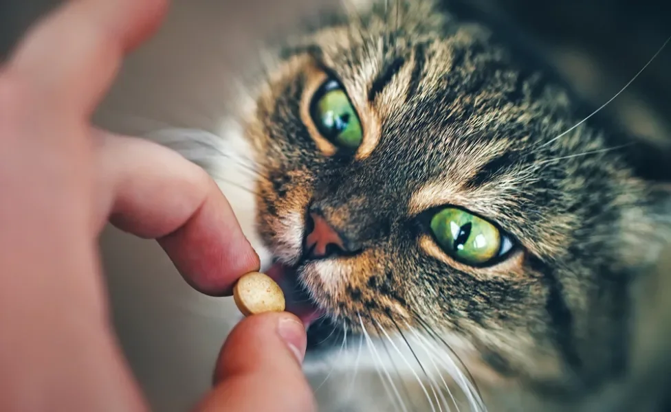 toxoplasmose felina: gato tomando antibiótico