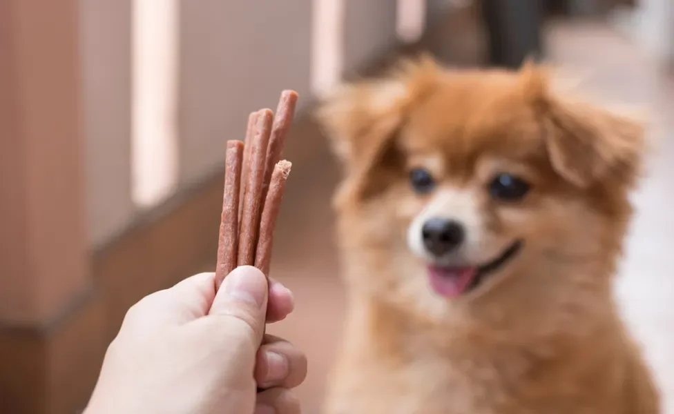 truques para cachorro: cão recebendo petiscos