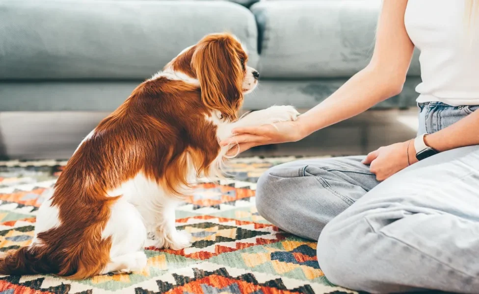 cachorro dando a pata para dona