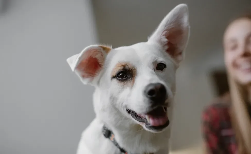 Cachorro branco com uma das orelhas levantadas