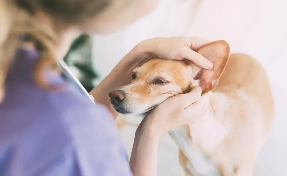 Veterinária examinando orelha de cachorro
