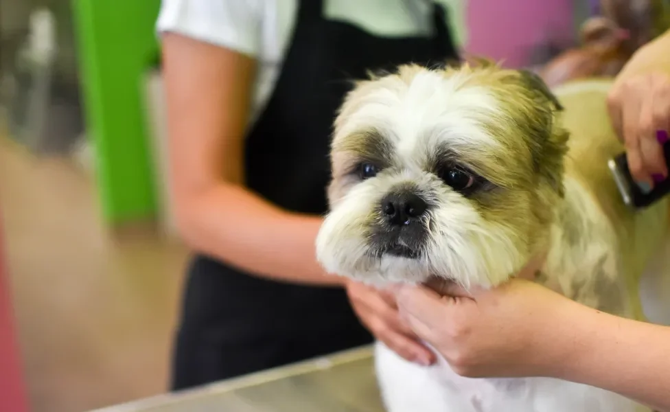 Cãozinho peludo no petshop sendo tosado