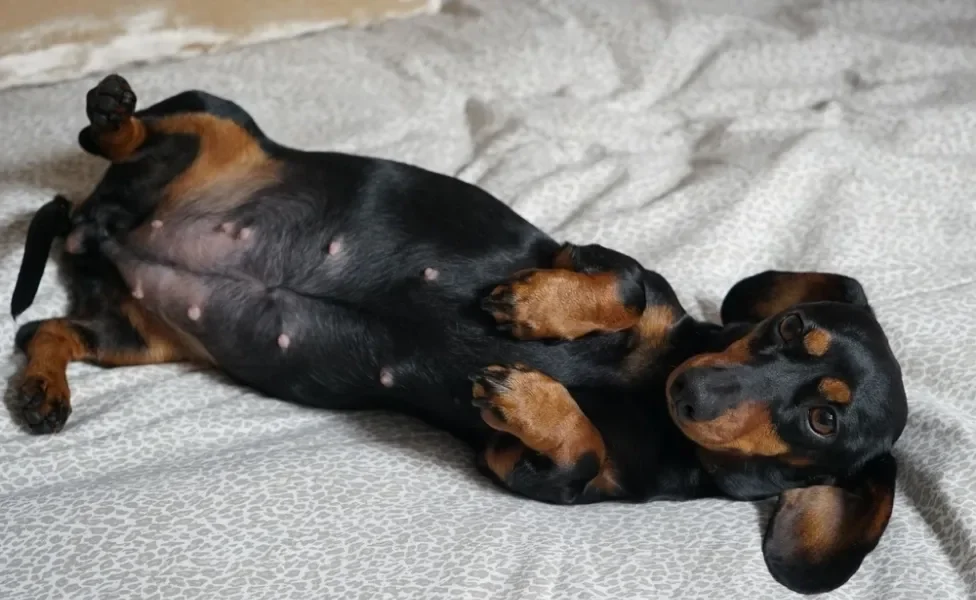 útero de cadela: cachorra grávida deitada na cama