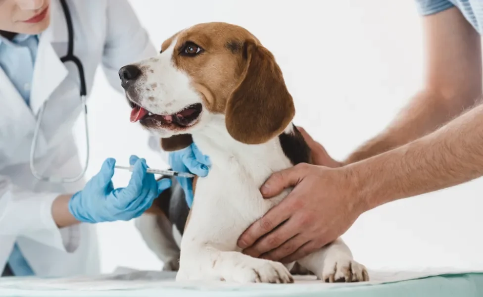 cachorro tomando vacina para cachorro