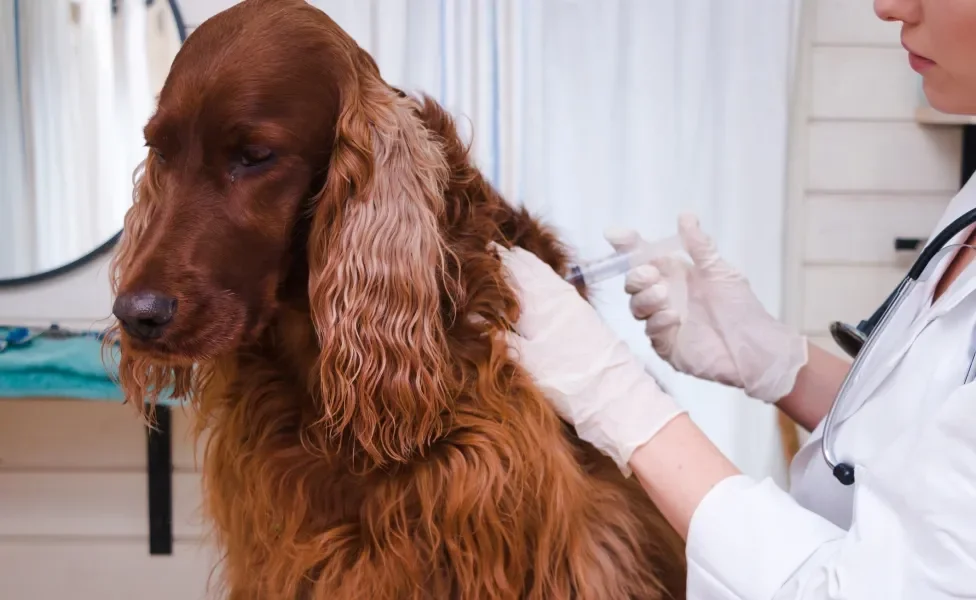 Cachorro marrom peludo tomando vacina em consultório veterinário