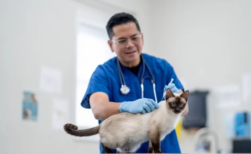 Veterinário aplicando vacina em gato dentro de consultório médico
