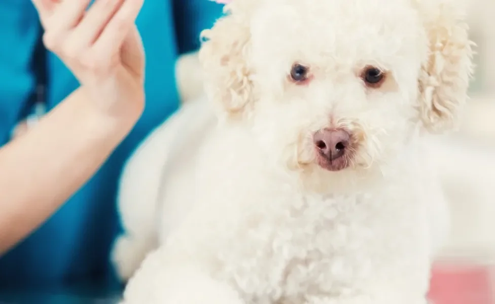 Cãozinho Poodle tomando vacina das mãos de veterinário