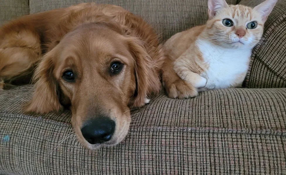 Gato e cachorro deitados em sofá