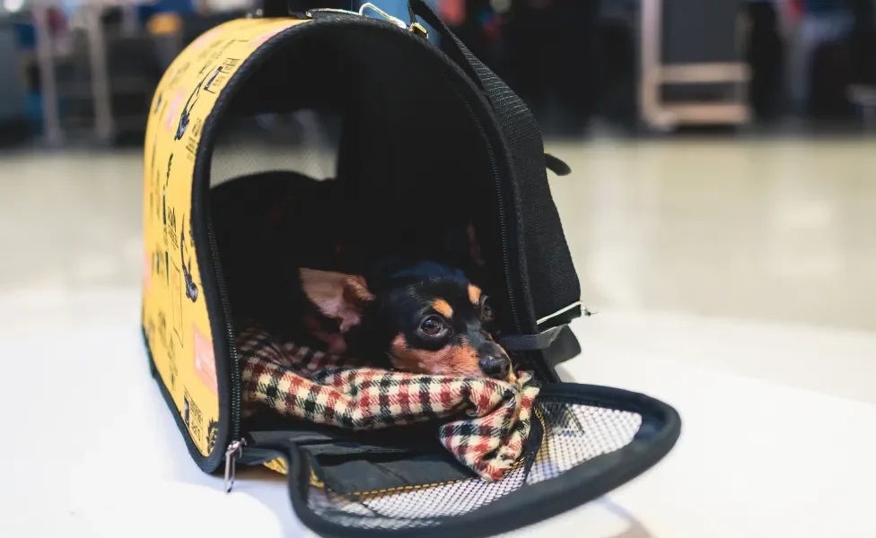  Pinscher deitado dentro de uma caixa de transporte para cachorro no aeroporto
