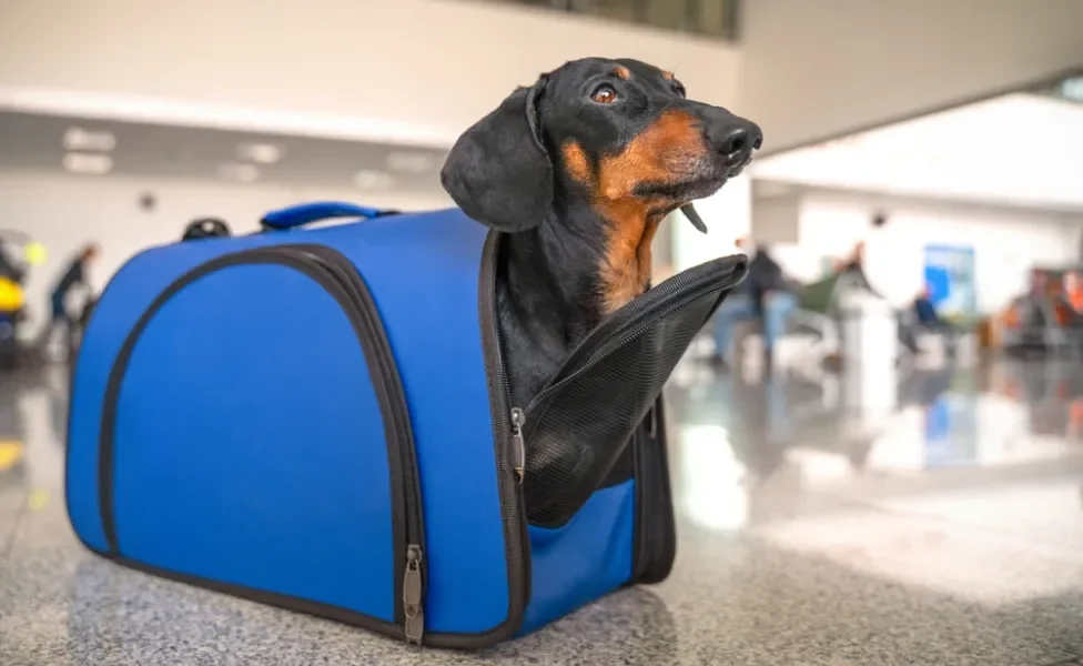 cachorro dentro de caixa de transporte