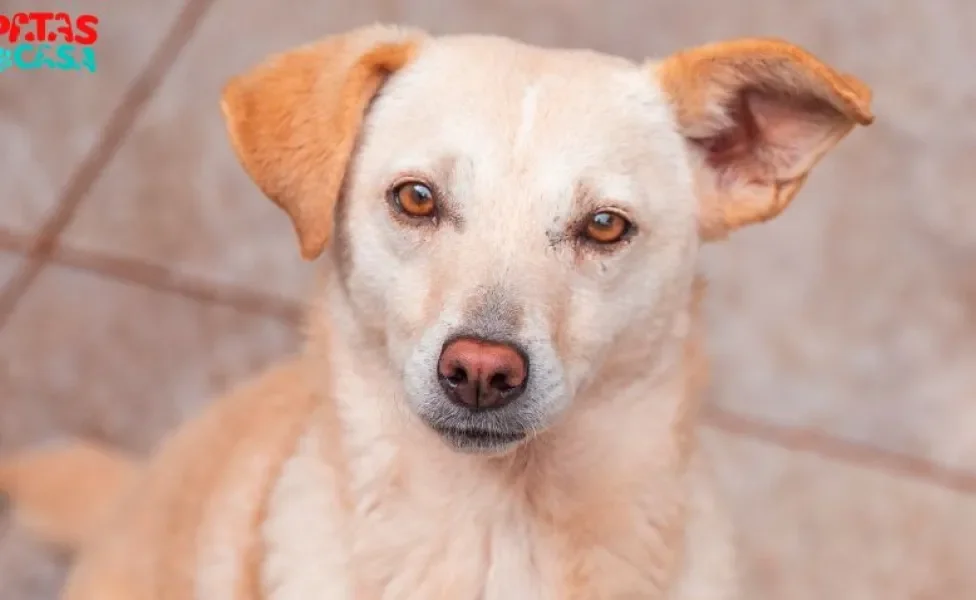 Suzi é uma vira lata caramelo disponível para adoção no Adota Patas