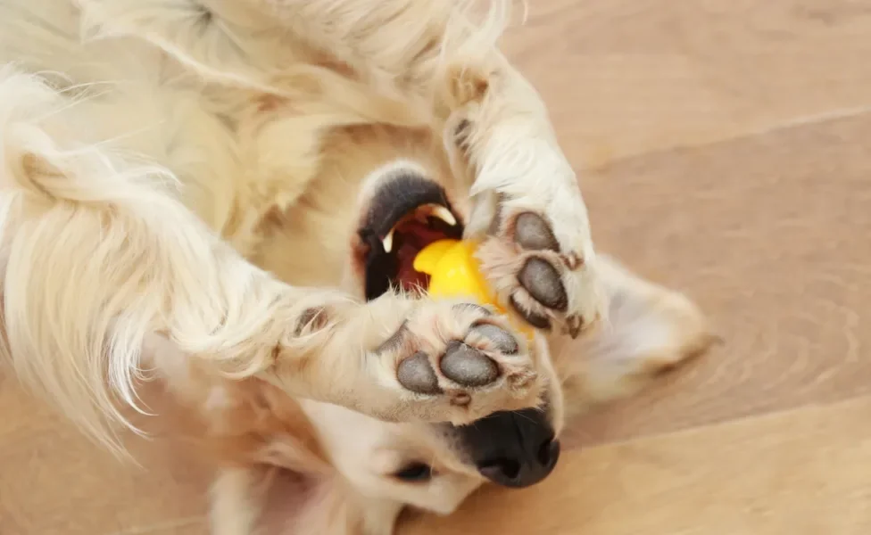 Cachorro brincando com bolinha amarela
