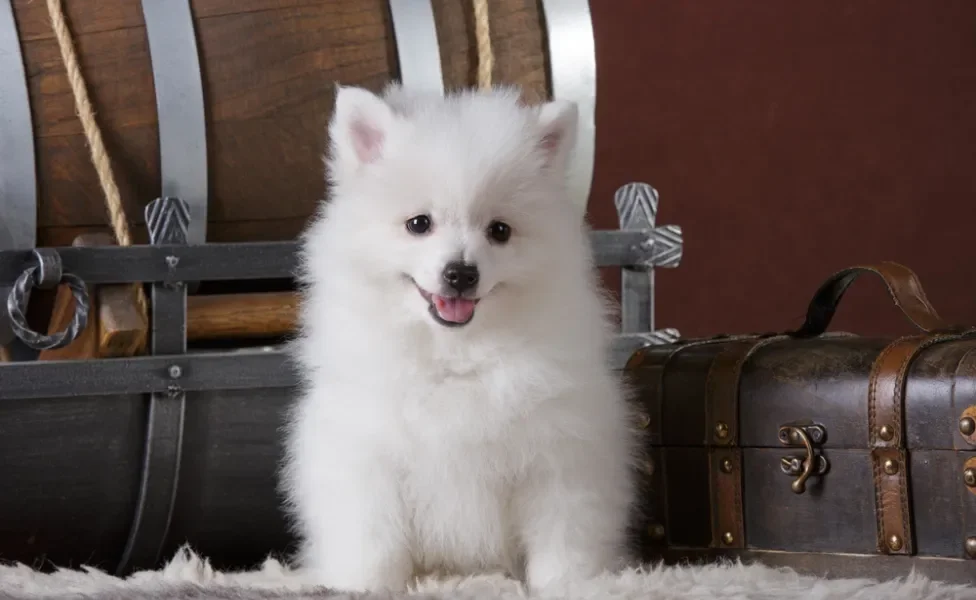 cachorro volpino italiano sentado perto de malas
