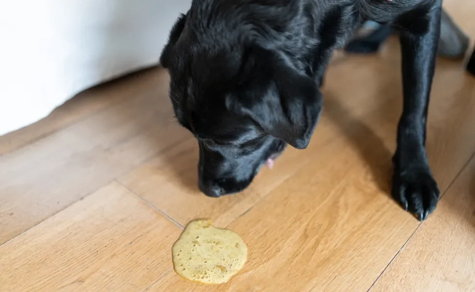 Cachorro preto vomitando amarelo em piso de madeira