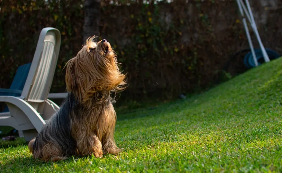 cachorro yorkshire latindo no quintal