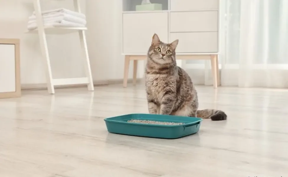 Descubra a maneira ideal de limpar a caixa de areia do seu gato
