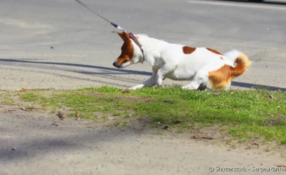 Saiba como ajudar seu cachorro com medo de passear