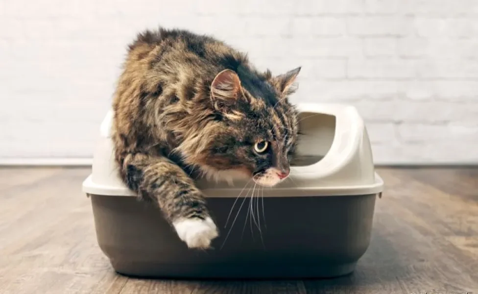 Veja como você pode tornar a rotina do seu gato mais sustentável