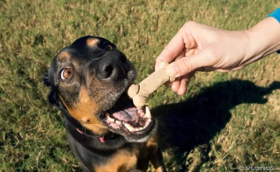 A verdade é que os cachorros amam petiscos. Descubra a melhor forma de oferecer esses alimentos ao seu cãozinho!