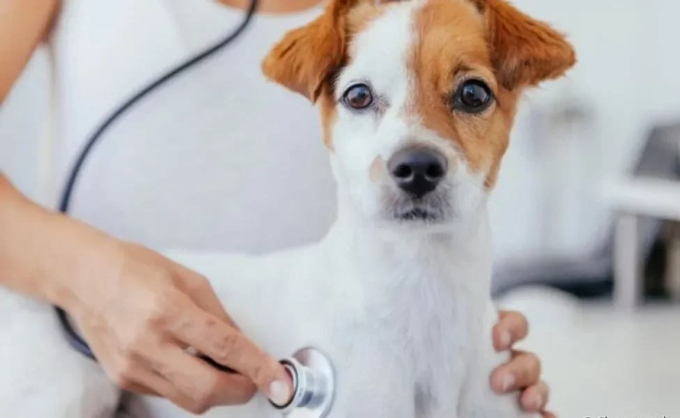 Vale a pena contratar um plano de saúde para cachorro? Veja as vantagens desse tipo de serviço!